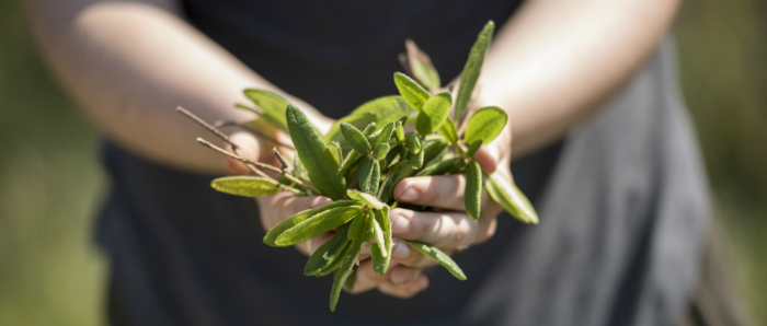 Indigenous medicinal herbs